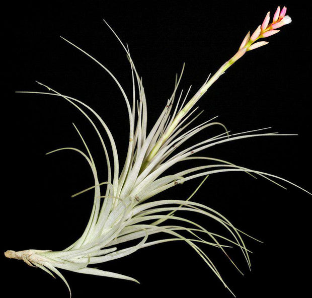 Tillandsia milagrensis (Type) - Tropiflora