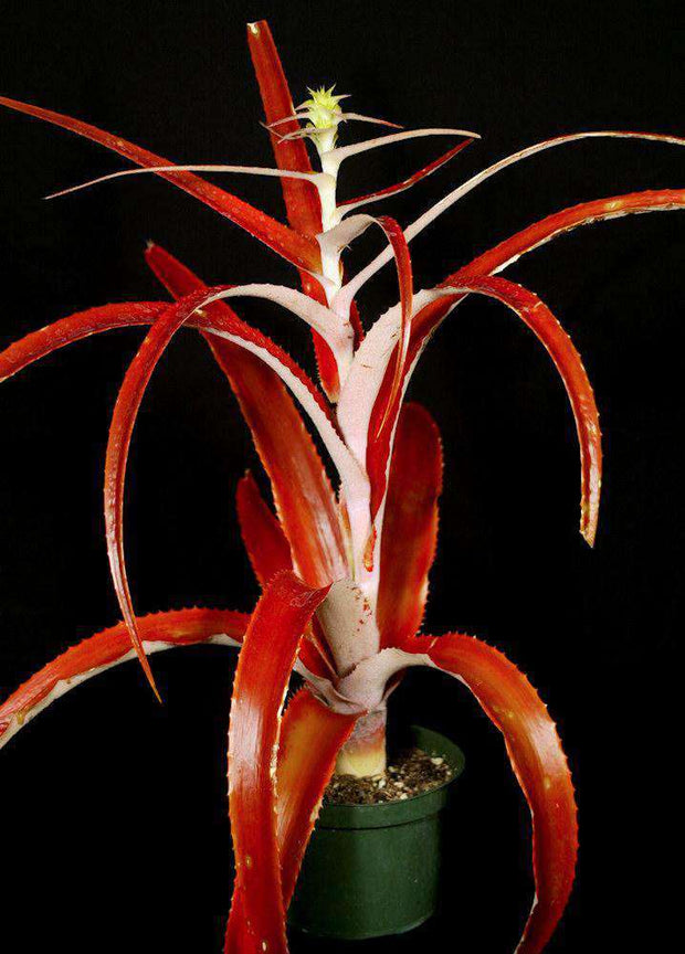 Orthophytum horridum - Tropiflora