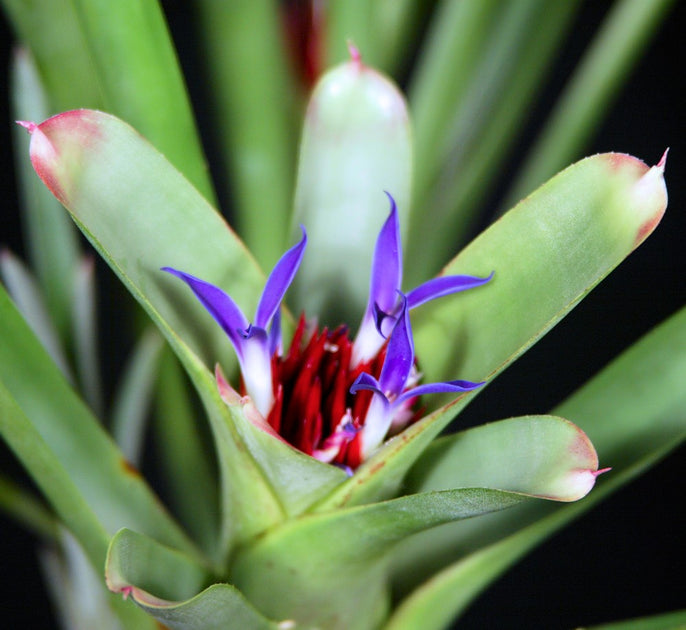 Neoregelia bahiana (silver-green clone) – Tropiflora