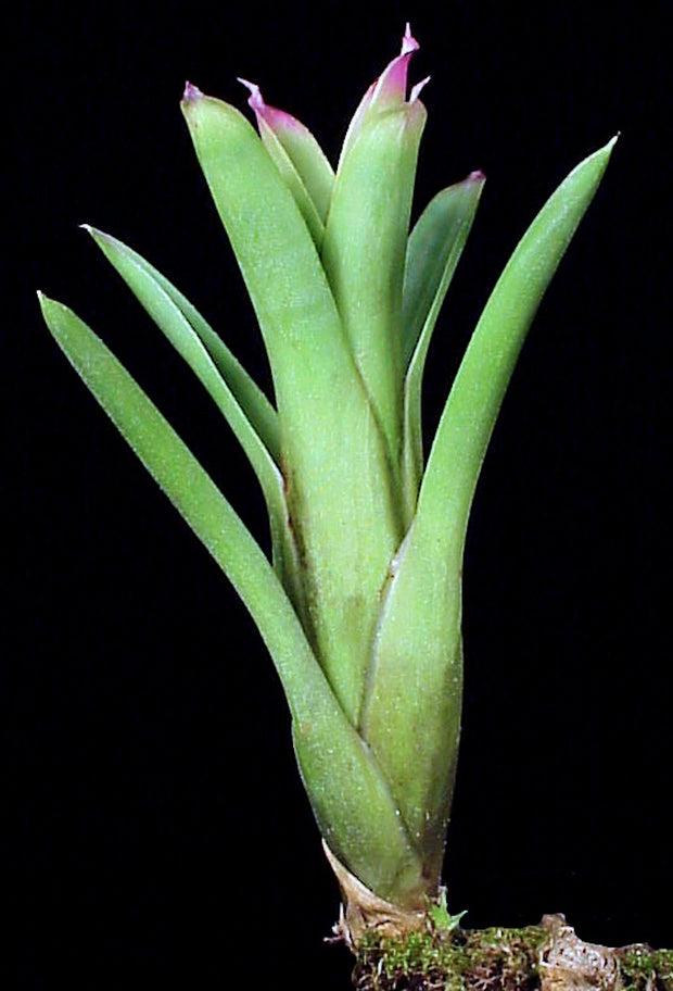 Neoregelia bahiana (silver-green clone) – Tropiflora
