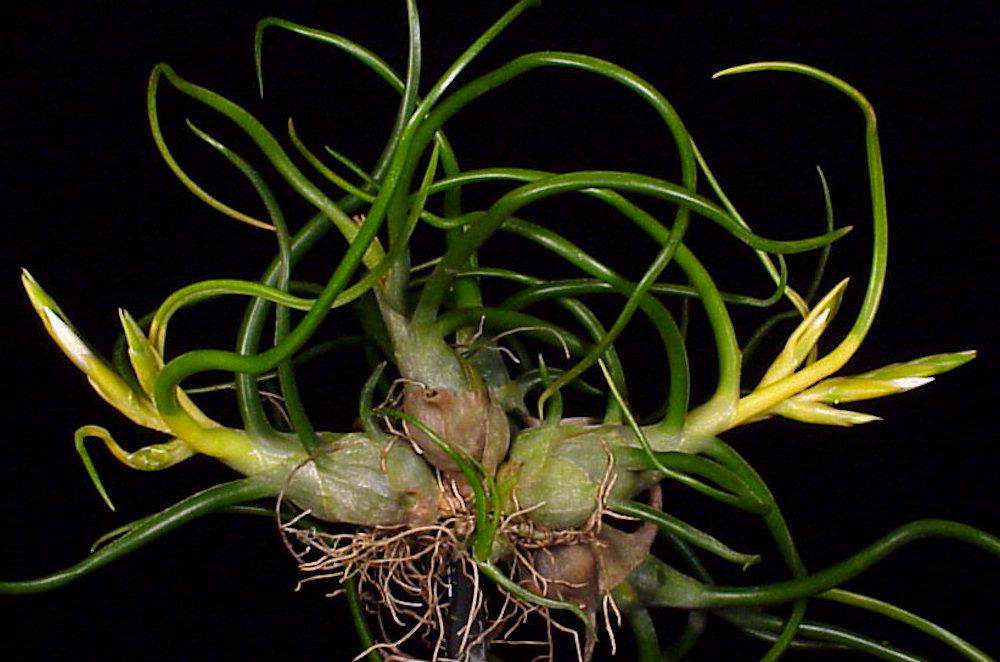 Tillandsia bulbosa forma alba – Tropiflora