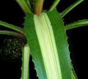 Aechmea magdalenae 'Quadricolor' - Tropiflora