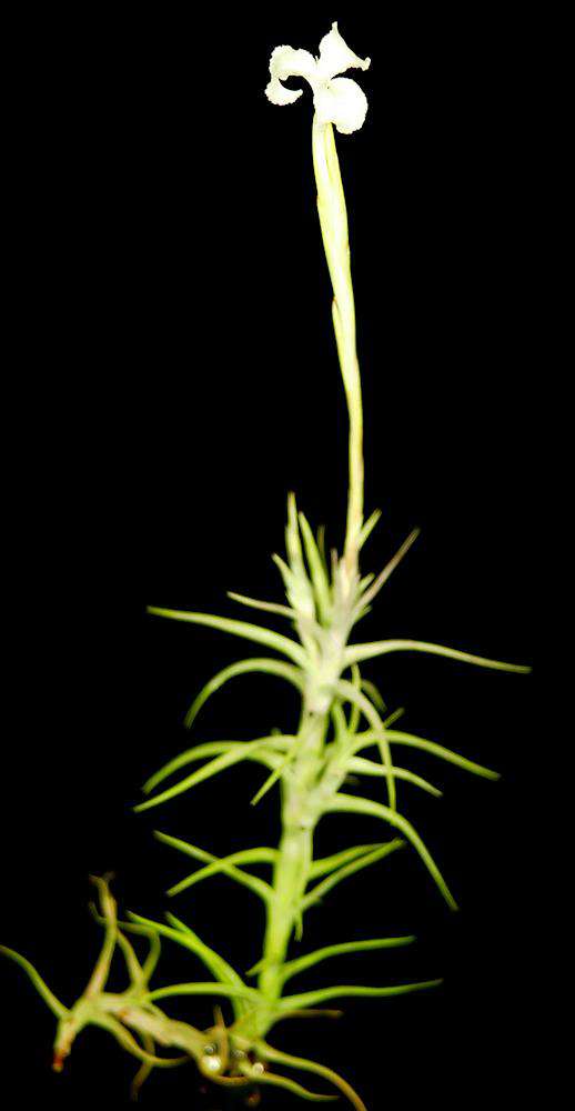 Tillandsia diaguitensis - Tropiflora