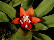 Nidularium albiflorum EL1740 - Tropiflora