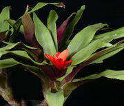 Nidularium albiflorum EL1740 - Tropiflora