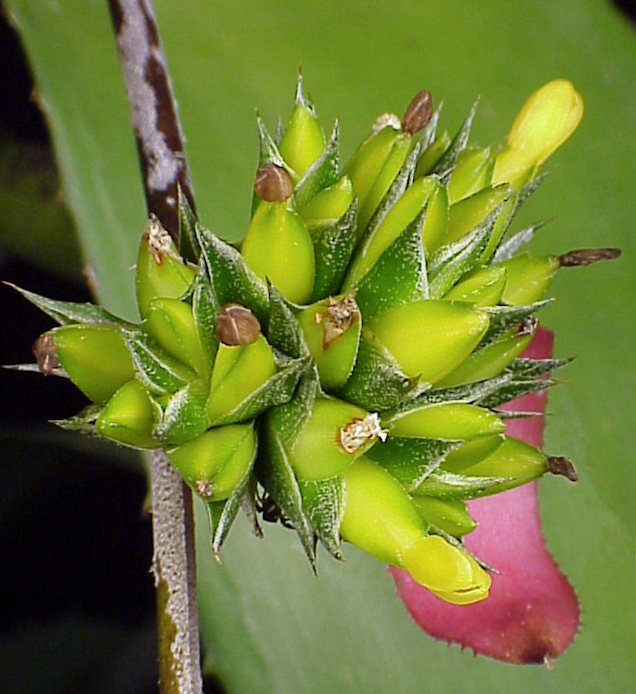 エクメア　ディスジュンクタ Aechmea disjuncta – Tropiflora