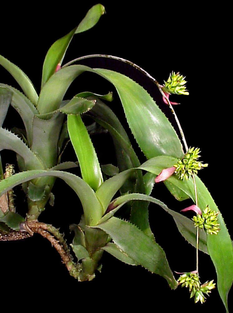 Aechmea disjuncta – Tropiflora
