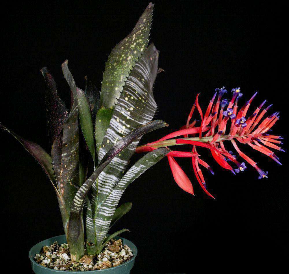 Billbergia vittata 'Domingos Martins' – Tropiflora