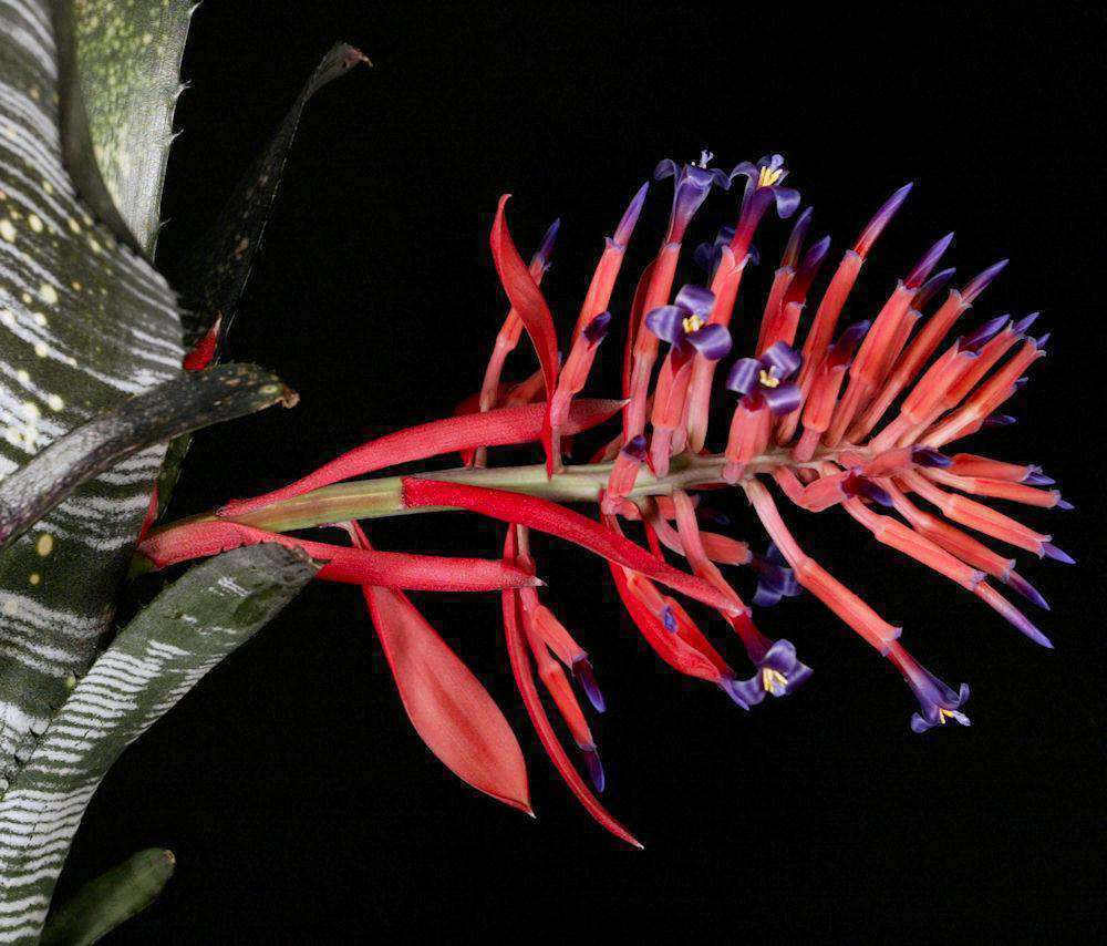 1686-3-Billbergia-vittata-
