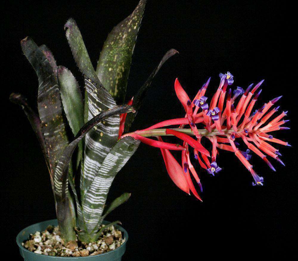 観葉植物 ビルベルギア Billbergia vittata 'Domingos Martins' from Olive Trevor Australia ①