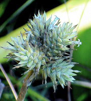Hohenbergia littoralis Green Clone - Tropiflora