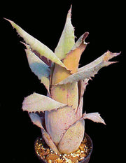 Hohenbergia species Leme #2203 - Tropiflora