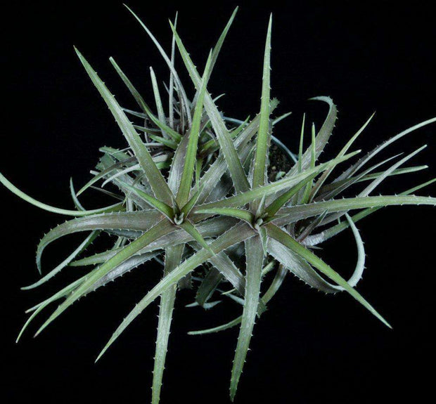 Dyckia rariflora Leme #1848 - Tropiflora