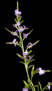 Tillandsia duratii - Tropiflora