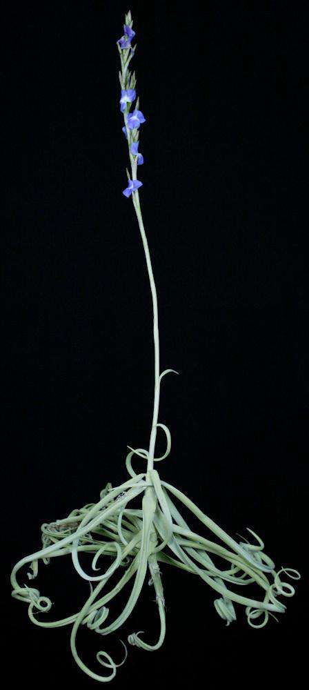 Tillandsia duratii - Tropiflora