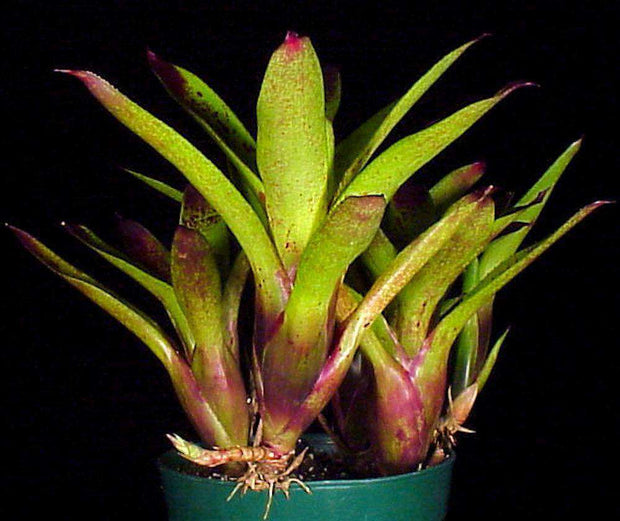 Neoregelia sarmentosa - Tropiflora
