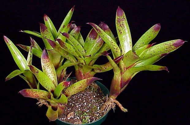 Neoregelia sarmentosa - Tropiflora