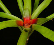 Neoregelia eltoniana - Tropiflora