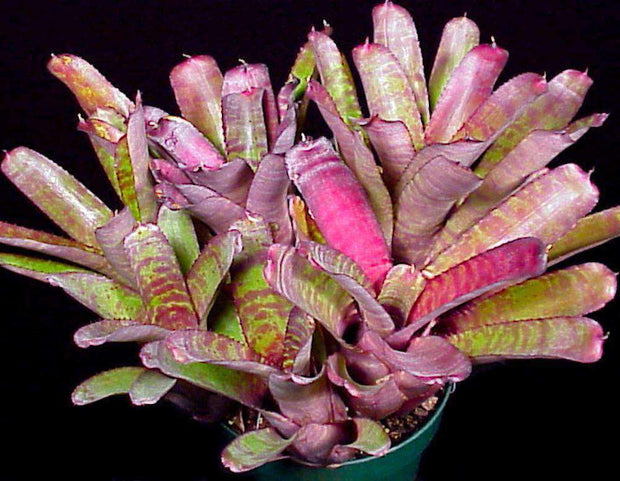 Neoregelia zonata - Tropiflora