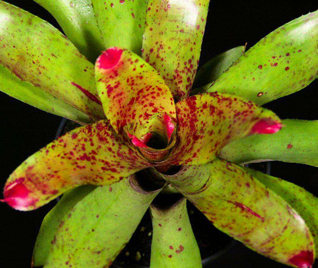 Neoregelia 'Wally Berg' - Tropiflora