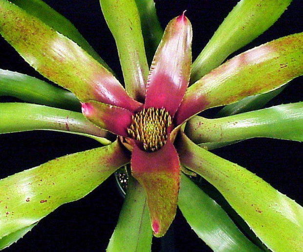Neoregelia 'Wally Berg' - Tropiflora