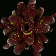 Neoregelia 'Royal Burgundy' x 'Fireball' - Tropiflora