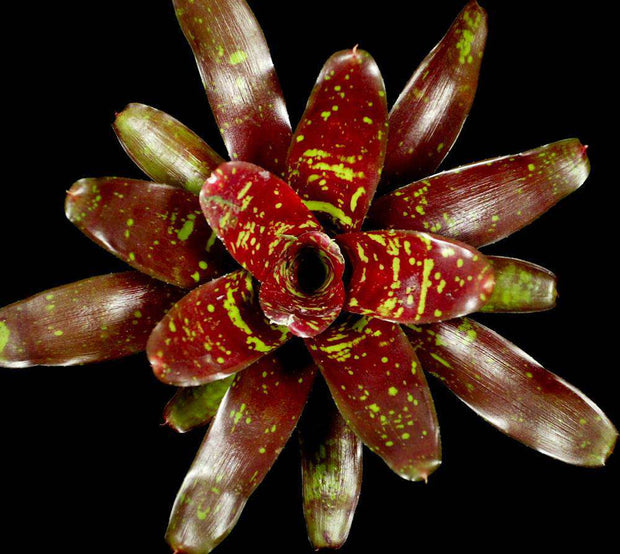 Neoregelia 'Royal Burgundy' x 'Fireball' - Tropiflora