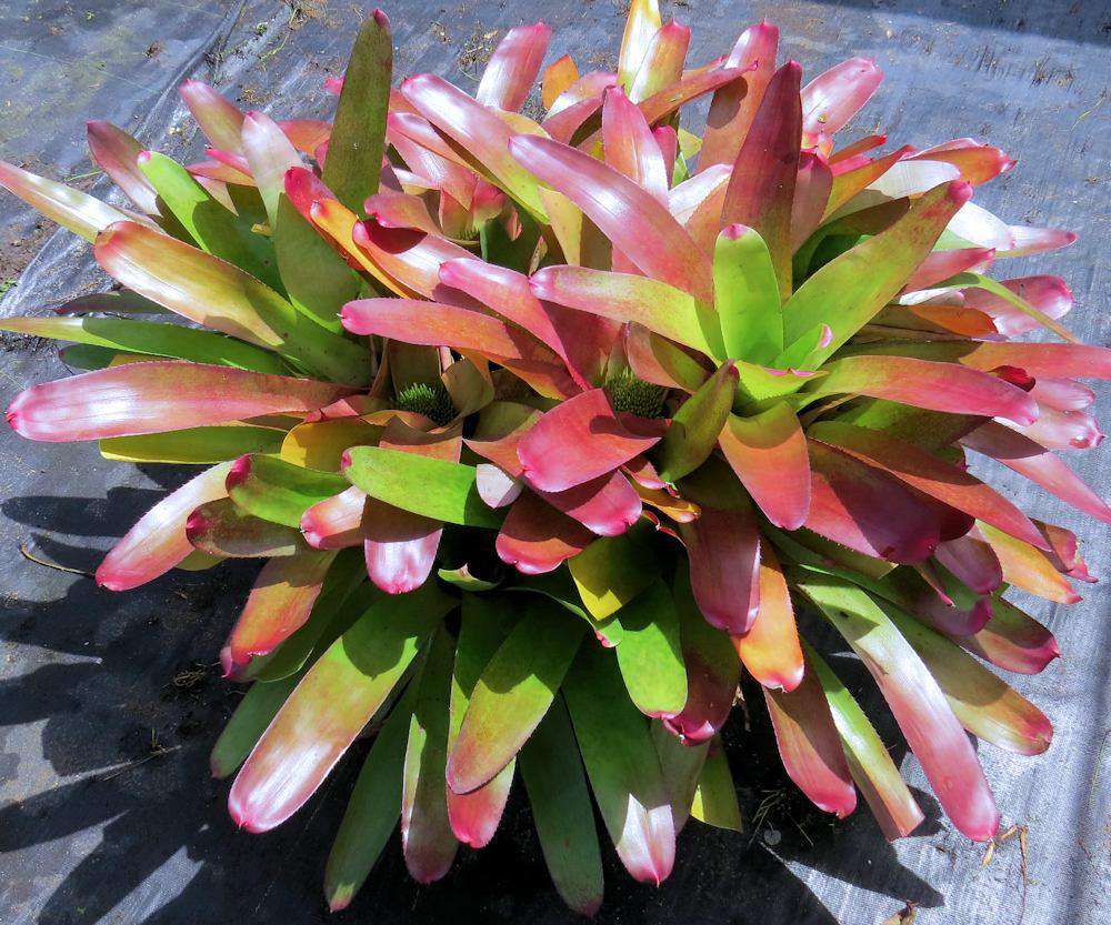 Neoregelia cruenta x concentrica – Tropiflora