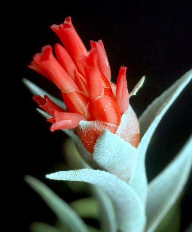 Tillandsia edithae Silver Form - Tropiflora