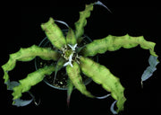 Cryptanthus 'Crisp'