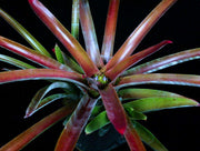Neoregelia cruenta 'Rubra' - Tropiflora