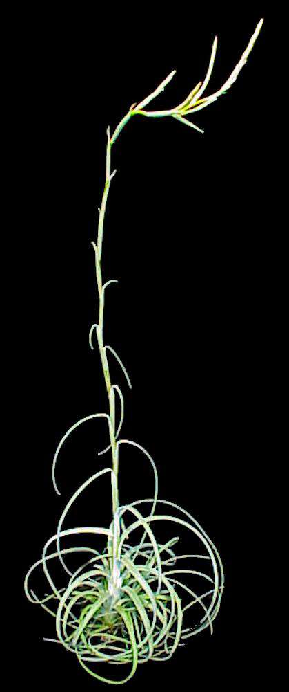 Tillandsia exserta - Tropiflora