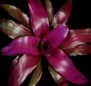 Neoregelia 'Voodoo Doll' - Tropiflora
