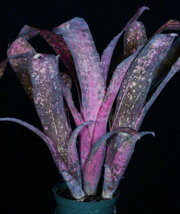 Billbergia 'New Year's Eve' - Tropiflora