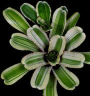 Neoregelia 'Outrageous' - Tropiflora