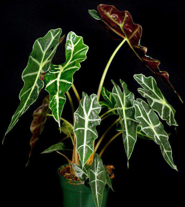 Alocasia amazonica 'Polly' - Tropiflora