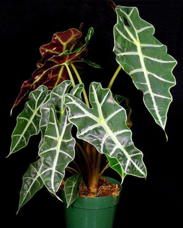 Alocasia amazonica 'Polly' - Tropiflora