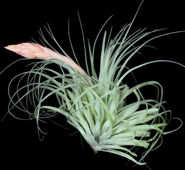 Tillandsia 'Feather Duster' - Tropiflora