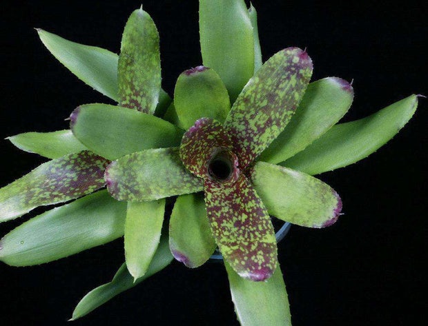 Neoregelia 'Lilli Marlene' - Tropiflora