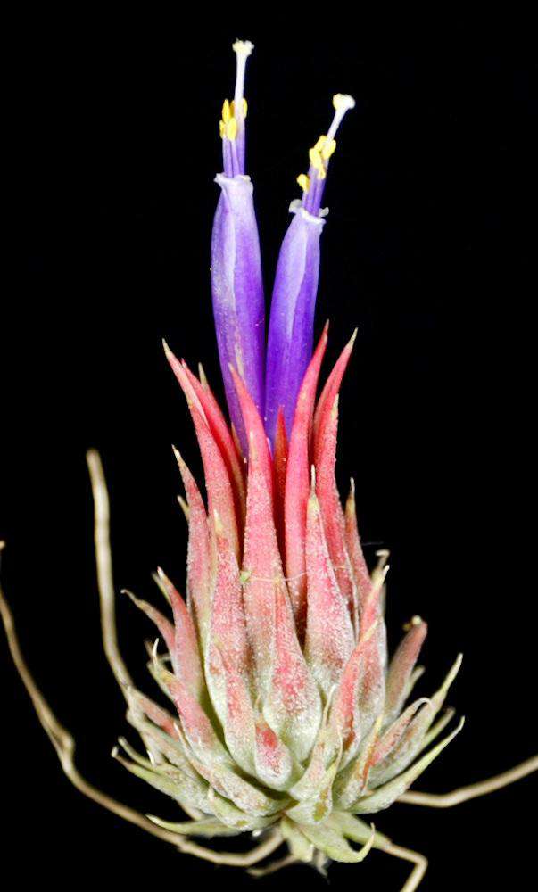 Tillandsia ionantha v. stricta forma fastigiata 'Peanut'