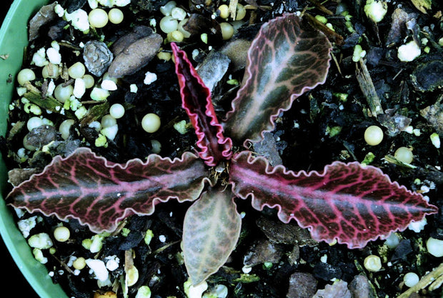 Euphorbia francoisii crassicaulis rubrifolia