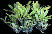 Neoregelia 'Kokomo' - Tropiflora
