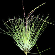 Tillandsia filifolia - Tropiflora