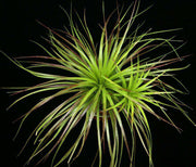 Sincoraea navioides SEL1981-2356 - Tropiflora