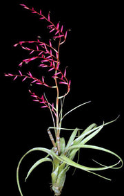 Tillandsia flexuosa - Tropiflora