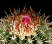 Melocactus intortus (Is. Cubagua near Is. Margarita Ven.) - Tropiflora