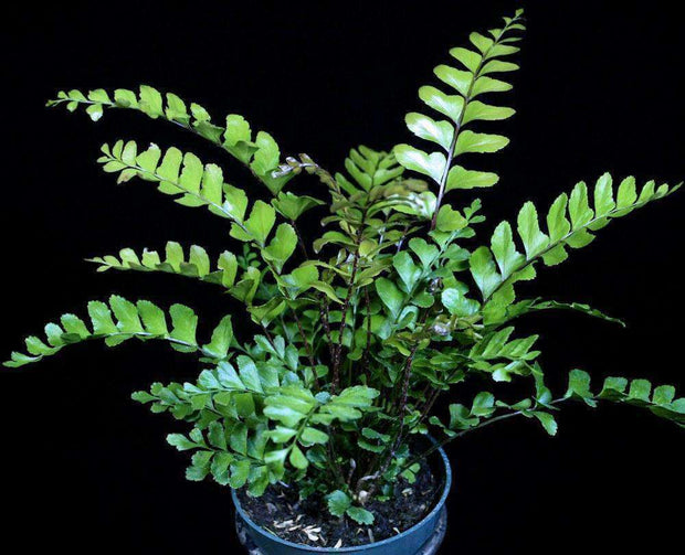 Didymochlaena truncatula 'Mahogany Fern' - Tropiflora