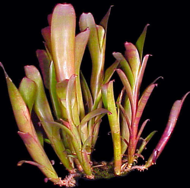 Aechmea nudicaulis 'Burle Marx' - Tropiflora