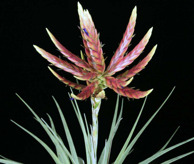 Tillandsia floribunda Large form - Tropiflora