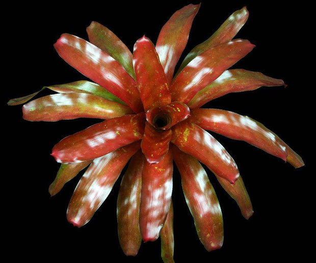 Neoregelia 'Satellite' - Tropiflora